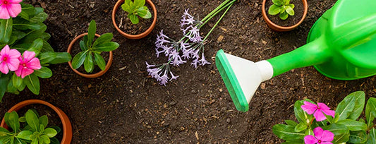 Gardening Tidy-Up, To-Dos and Seasonal Checklist for August