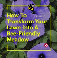 How To Transform Your Lawn Into A Bee-Friendly Meadow