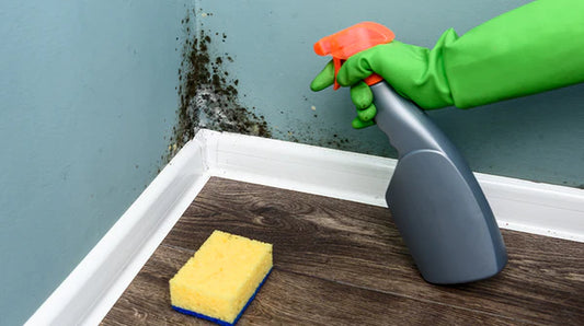 Mould and Mildew Removal and Prevention Tips for your Home