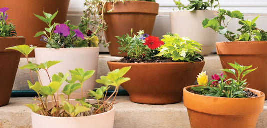 Planting in a Flower Pot - 6 Easy Steps to Get Started