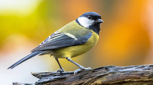 Love Birdwatching? Make Your Garden a Bird-Friendly Space This Summer