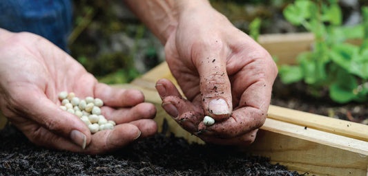 Sow Your Spring Seeds Indoors Starting Now. Here's How!