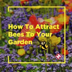 How To Attract Bees To Your Garden