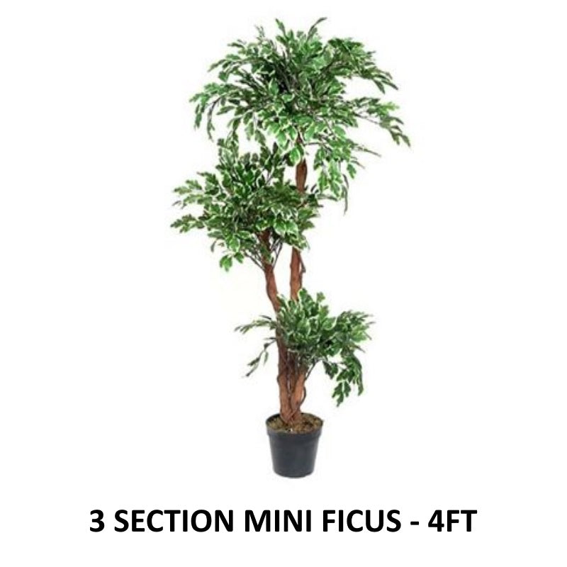 ficus-tree-3-tier-wholesale