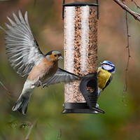 Love Birds & Birdwatching? Love Your Garden? You’ll Love These Birdcare Ideas!