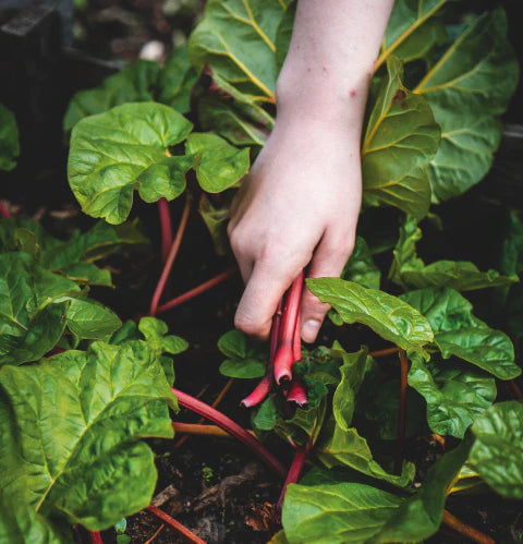 Check-Off These Gardening Decluttering Jobs in Your End-of-Summer Clean Out