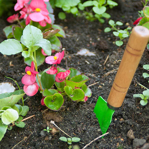 A Month by Month Checklist For Your Irish Front Garden, Backyard or Balcony - Summer Edition