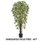 Ficus-variegated-180cm