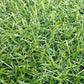 ARTIFICIAL GRASS SLANEHILL - 20MM X 4M X 1M